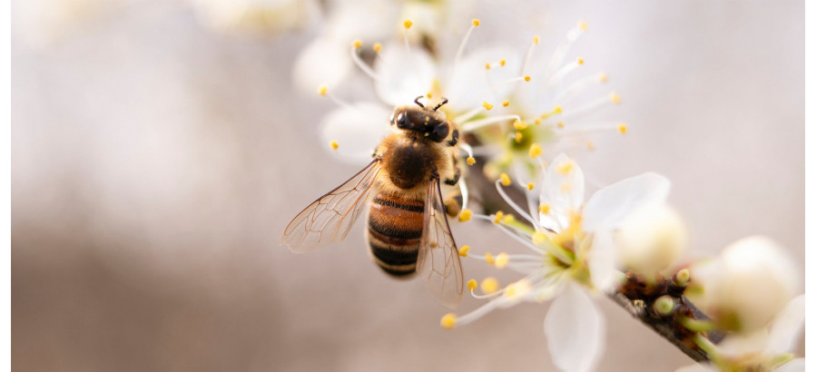 Journée mondiale des abeilles